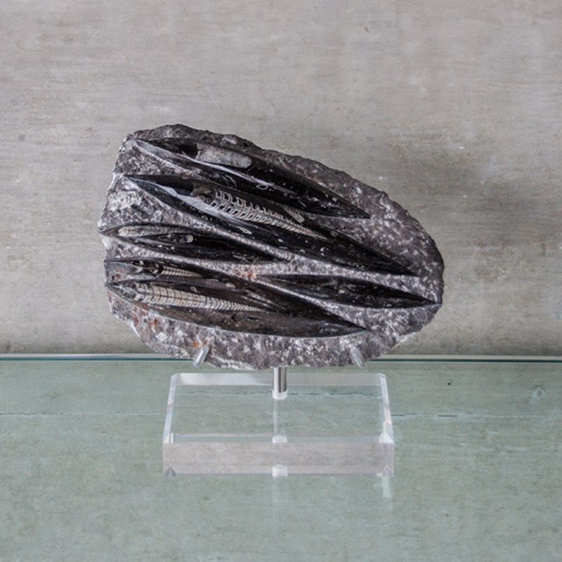 Orthocera. Base acrílico