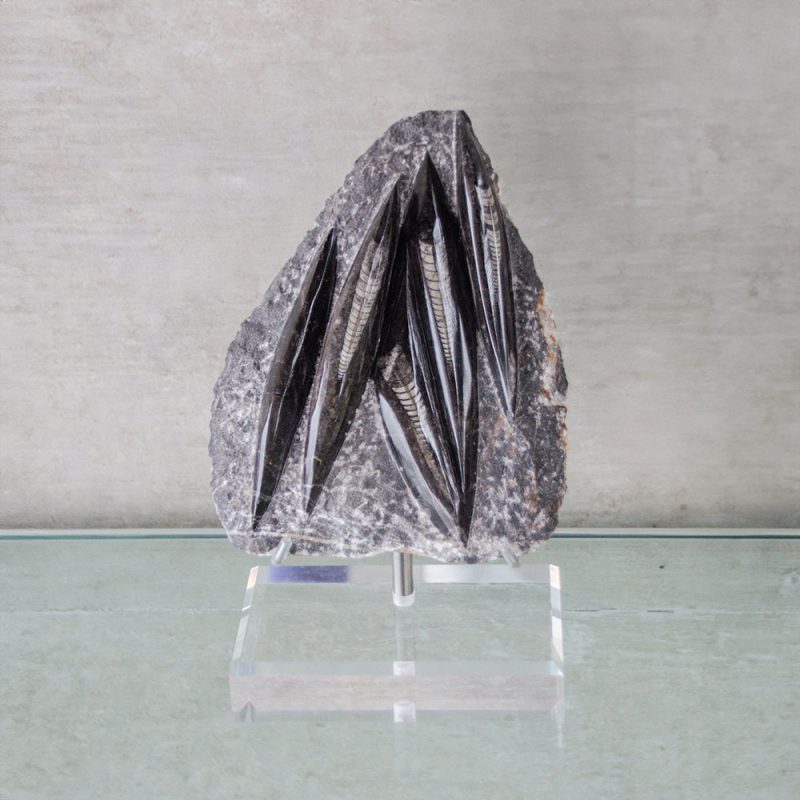 Orthocera. Base acrílico