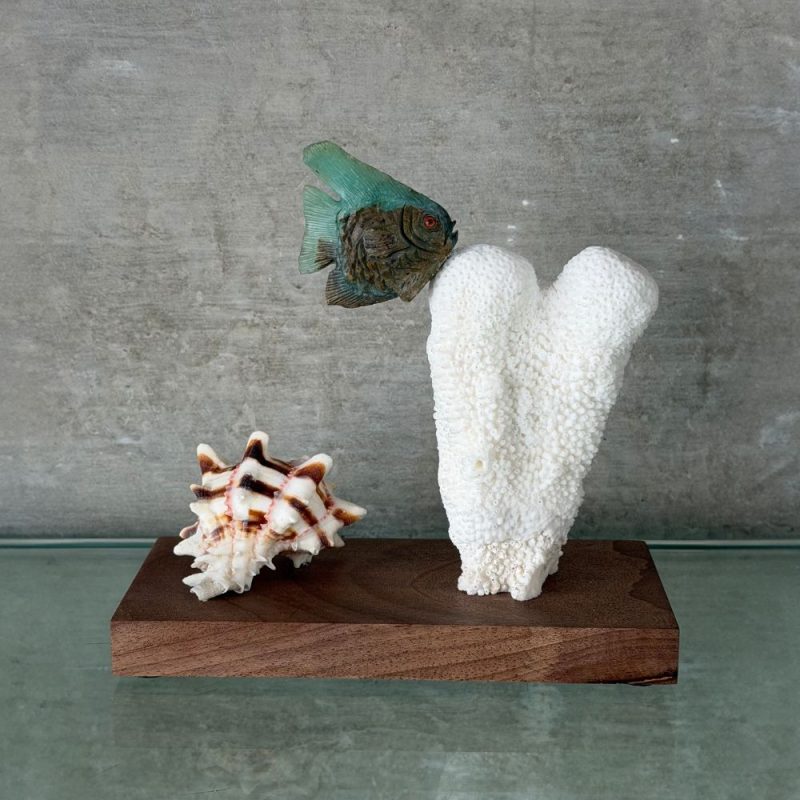 Pez de Ópalo Andino, Coral y Caracola
